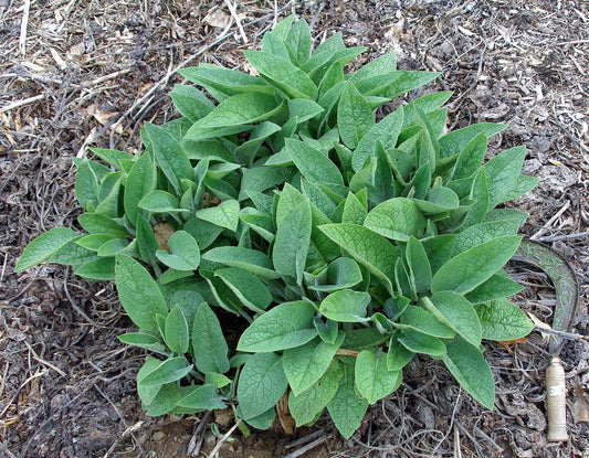 What is the fuss about Comfrey?